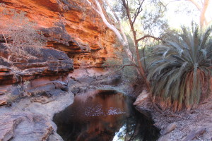 KingWaterhole