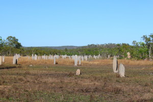 Termiten 2