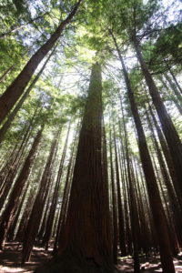 redwoodstree